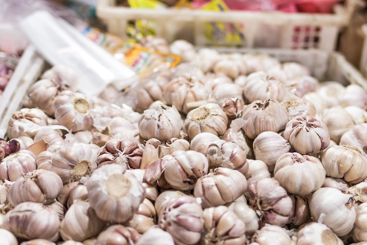 Aglio fresco biologico appena raccolto